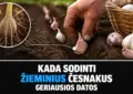 agronomai kada sodinti zieminius cesnakus geriausios datos