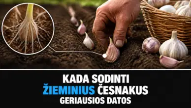 agronomai kada sodinti zieminius cesnakus geriausios datos