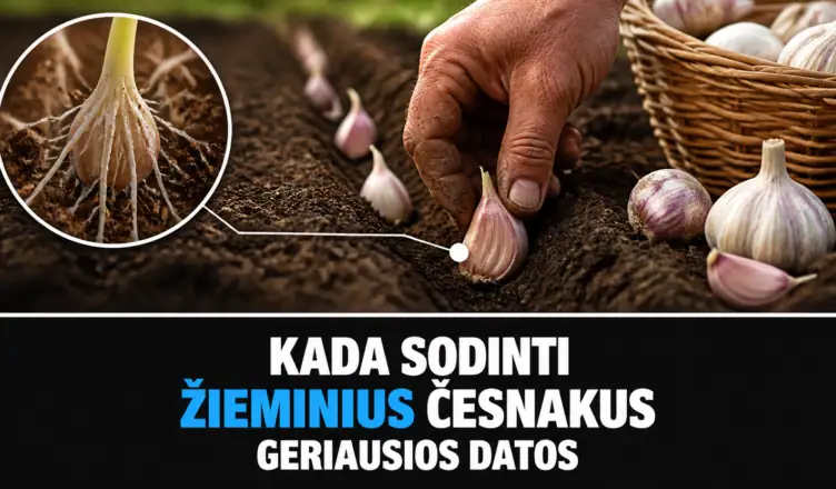 agronomai kada sodinti zieminius cesnakus geriausios datos